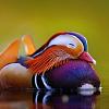 Click image for larger version

Name:	14dda785a1e9ec13eb3431d447b86c3a--beautiful-things-beautiful-birds.jpg
Views:	4796
Size:	12.2 KB
ID:	202